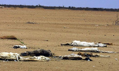 Govt allocates Sh1bn for drought-affected livestock losses