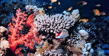 Prepare for extinction of coastal tourism