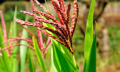 Value of maize production in Uasin Gishu County up 875pc to Sh85.8bn
