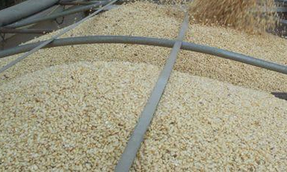 Residents opt for cheap maize flour from posho mill as prices soar