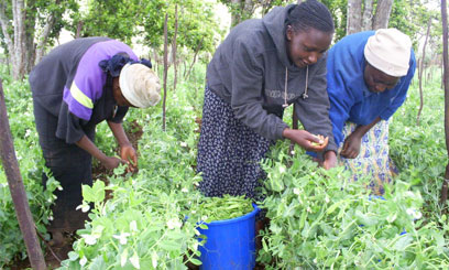 Embrace agribusiness, governor Orengo tells Siaya residents