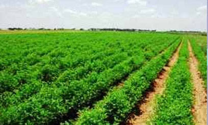 Agriculture CS says coffee farmers to access Sh2.7bn loan