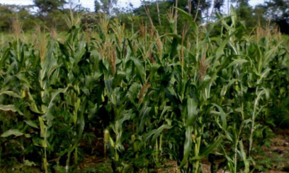 Maize deficit to persist despite minimal harvest