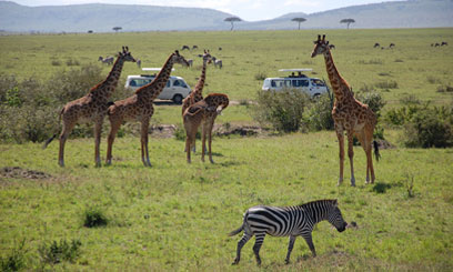 Study finds traffic noise affects wildlife far deeper into natural areas