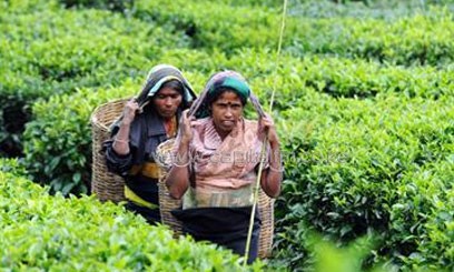 Rift tea factories record 55pc increase in payments as KTDA disburses bonus