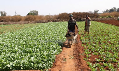 Nyeri farmers advised to prepare lands ahead of planting season