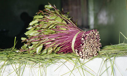 Kilimo House doubles miraa prices to boost export opportunities