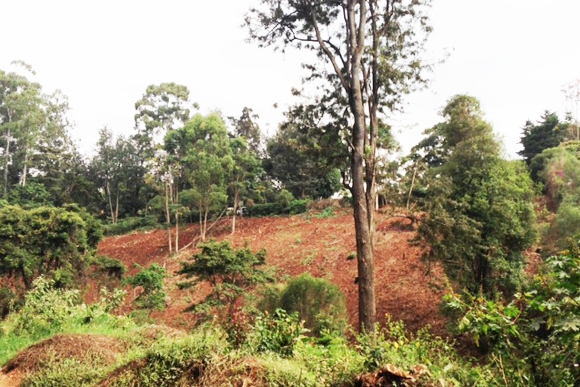Mizizi Africa Homes diversifies into land business
