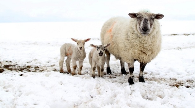 Kenya eyes multi-billion sheep export deal with Algeria