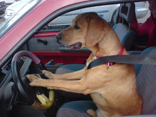 DOG