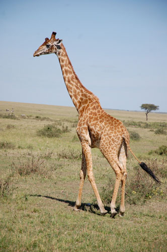 mara-19