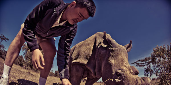 MING-RHINO-2
