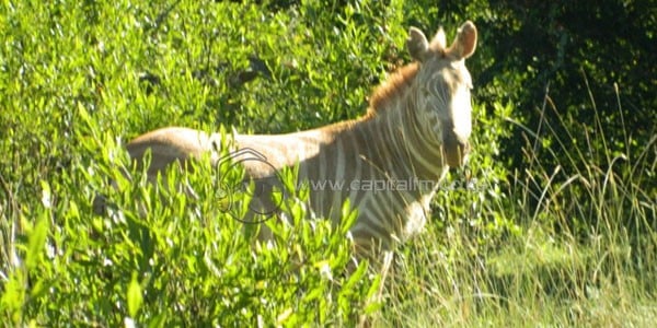 ALBINO-ZEBRA