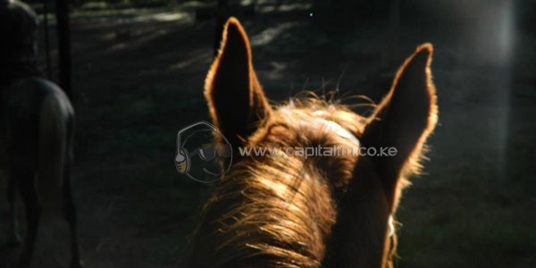 HORSE-HEAD