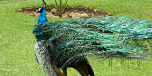 PEACOCK