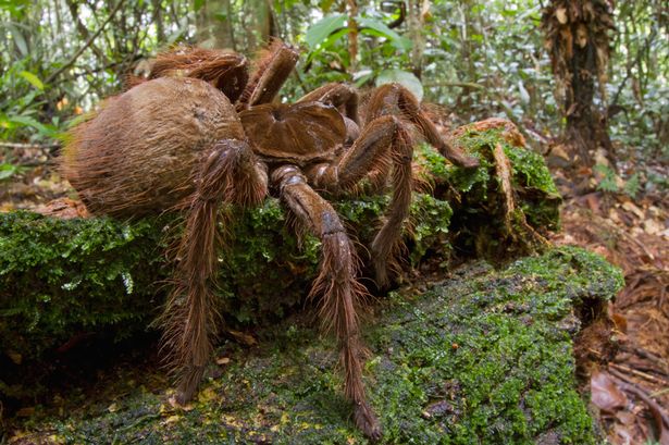 Goliath Spider