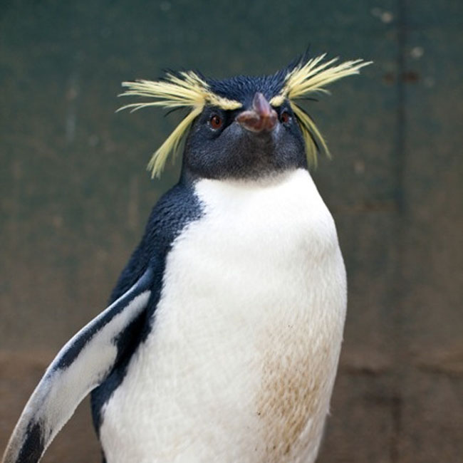 Test Tube Penguins