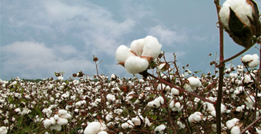 Cotton farmers get govt boost