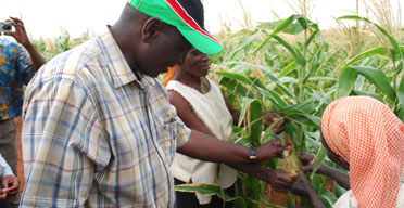 Kenya predicts maize shortfall of 9m bags