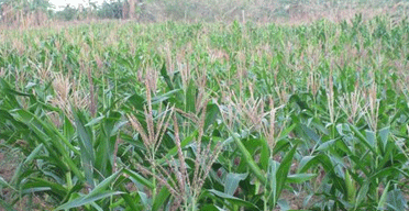 Kenya must spend more on agriculture, says expert