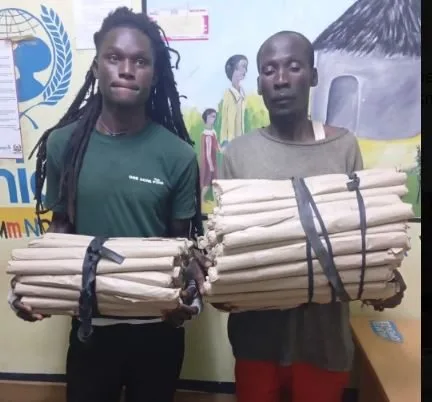 Two Arrested As Police Seize 114 Rolls Of Cannabis In Migori Crackdown