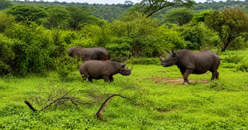 OPINION: Beyond the Fence: Why the Tsavo West Rhino Sanctuary Project Deserves a Broader Conversation