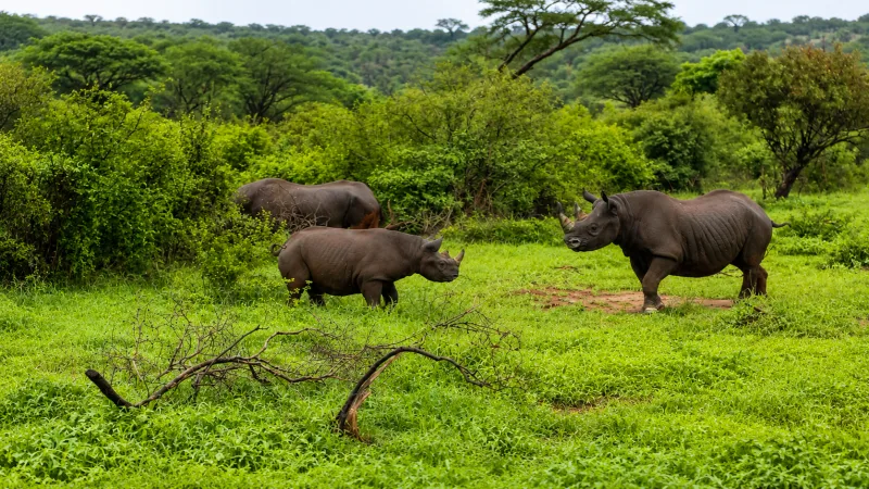 OPINION: Beyond the Fence: Why the Tsavo West Rhino Sanctuary Project Deserves a Broader Conversation
