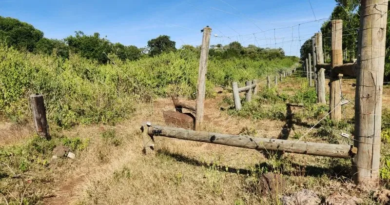 Conservationists oppose Govt’s Upper Imenti Forest Airstrip project