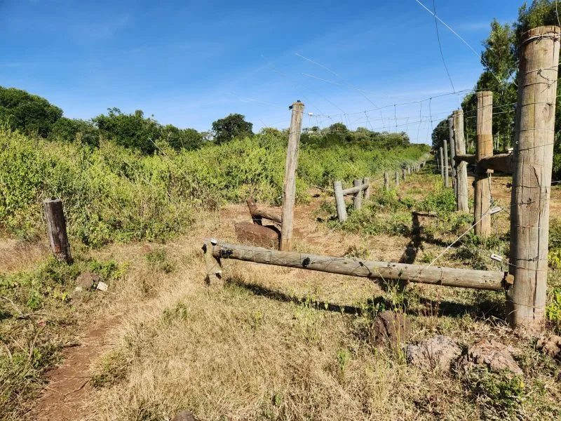 Conservationists oppose Govt’s Upper Imenti Forest Airstrip project