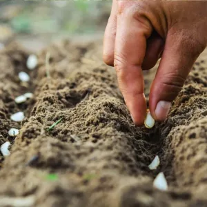 Why More Fertilizer Is No Longer Enough for Kenyan Farmers