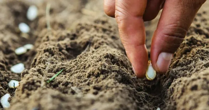 Why More Fertilizer Is No Longer Enough for Kenyan Farmers