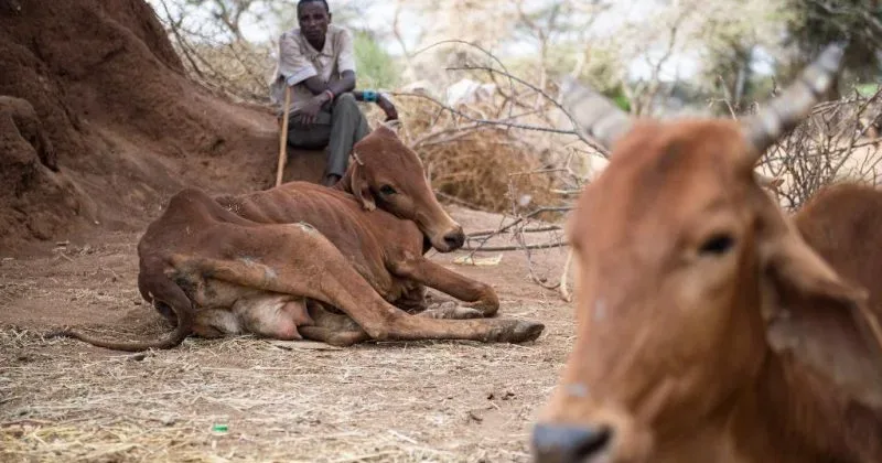 UN: Over 48mn in East Africa require urgent food aid in 2026