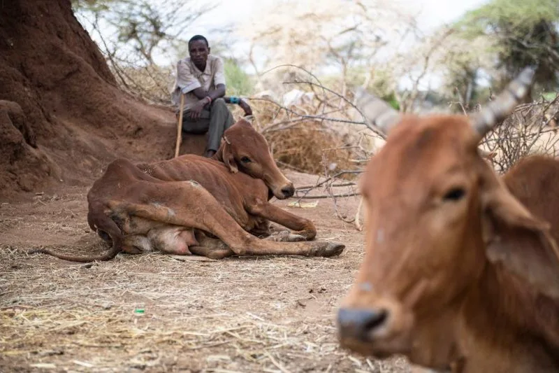 UN: Over 48mn in East Africa require urgent food aid in 2026