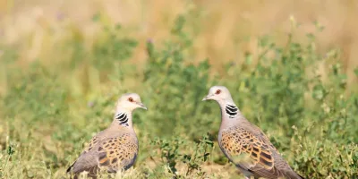 Global report on migratory birds to be launched in Nairobi