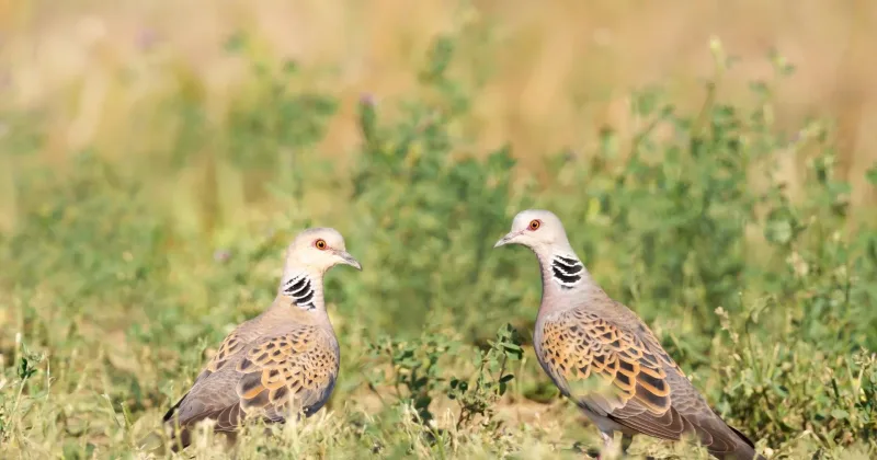 Global report on migratory birds to be launched in Nairobi