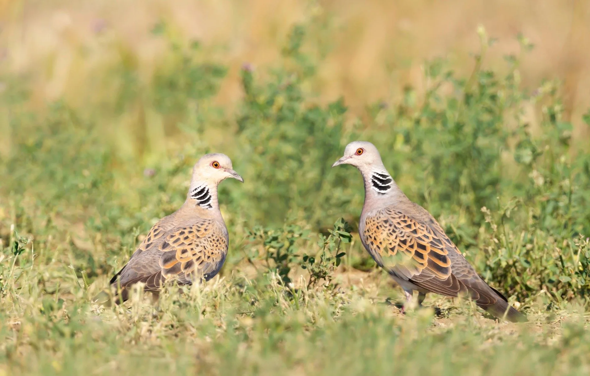 Global report on migratory birds to be launched in Nairobi