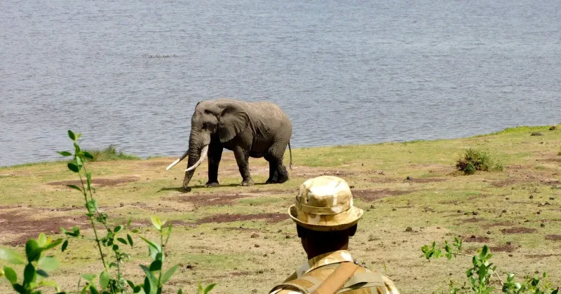 Mysterious deaths of 14 elephants in Kenya prompts urgent inquiry