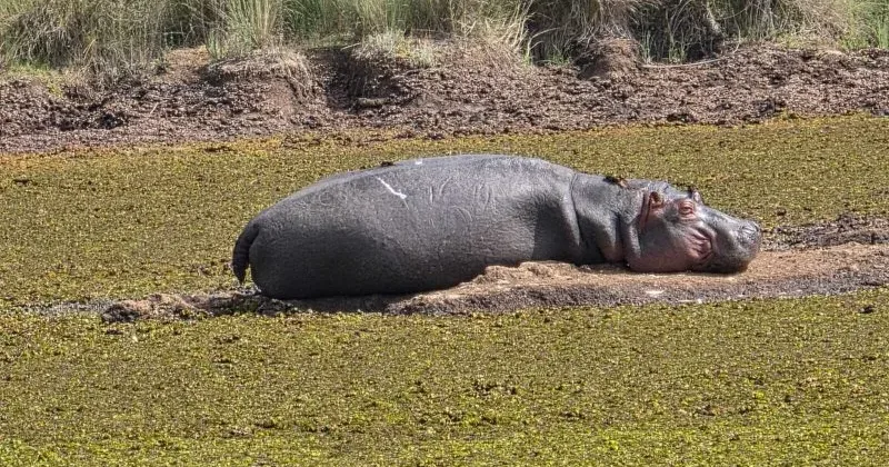Climate Change Forces Hippo Relocation As KWS Moves To End Human-Wildlife Conflict In Nyandarua