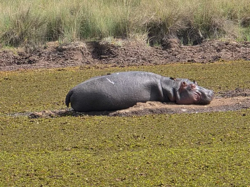 Climate Change Forces Hippo Relocation As KWS Moves To End Human-Wildlife Conflict In Nyandarua