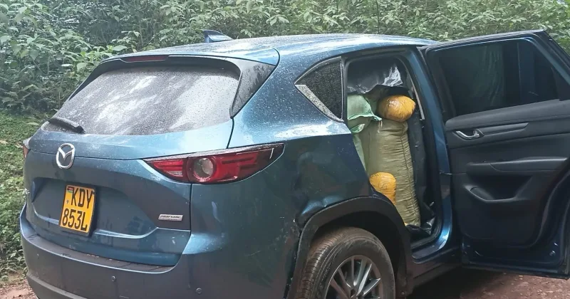 Sh13.4m cannabis haul tops fresh anti-drug crackdown across 3 counties