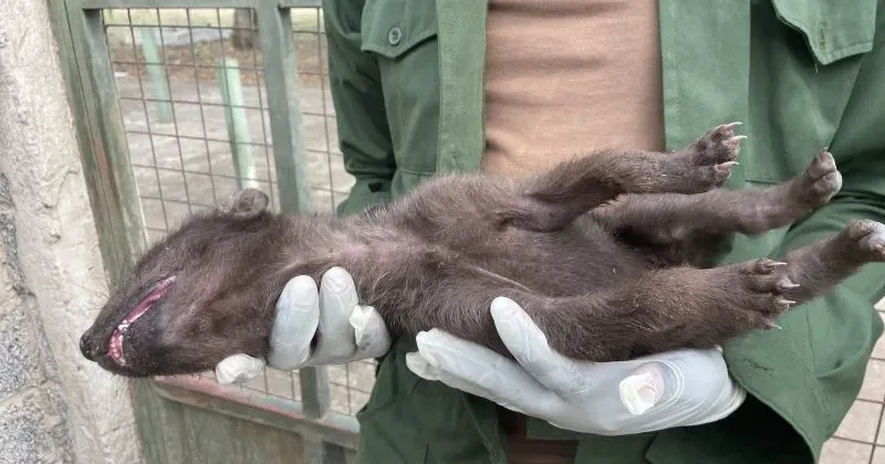 KWS rescues orphaned hyena cub found alone near Naivasha