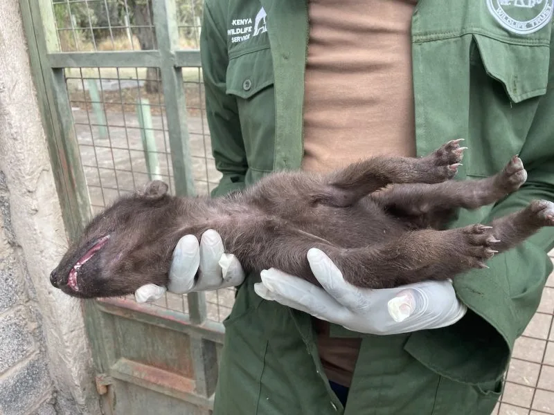 KWS rescues orphaned hyena cub found alone near Naivasha