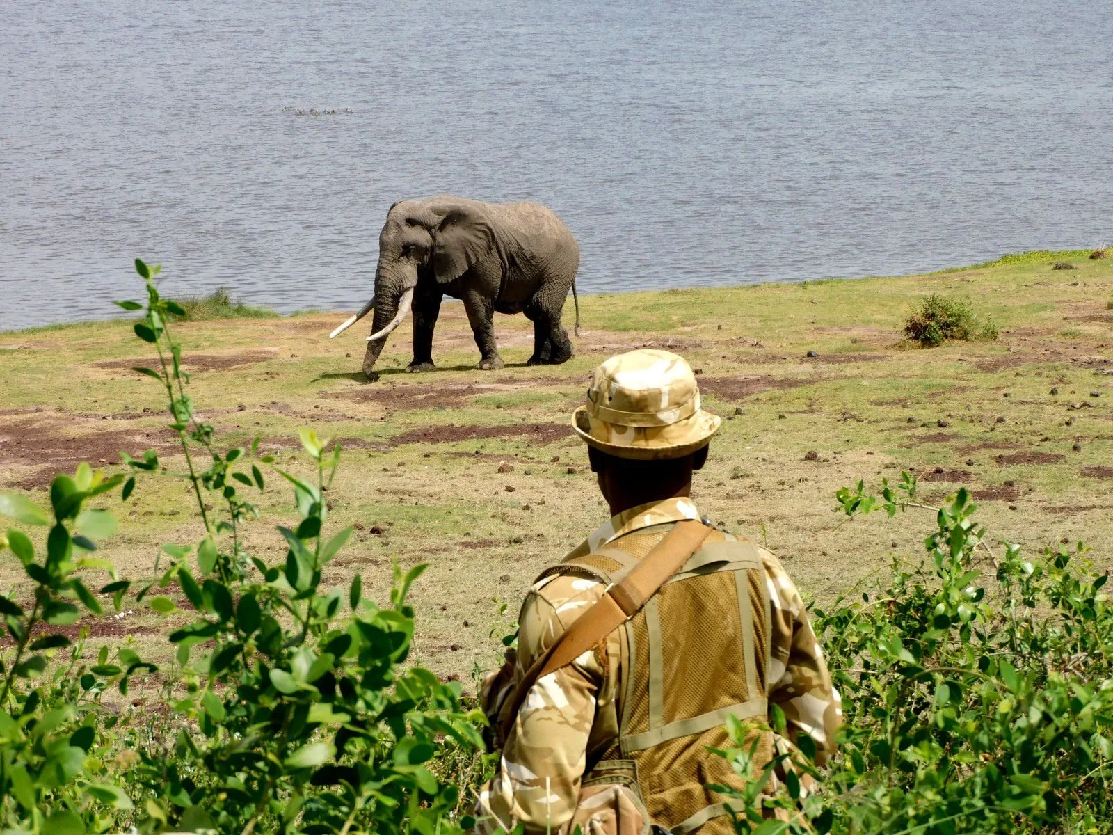 Conservation groups demand independent probe into deaths of 15 Amboseli elephants
