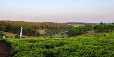 Cash Crops to Power Next Phase of Kaptagat Conservation Drive