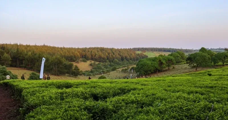 Cash Crops to Power Next Phase of Kaptagat Conservation Drive