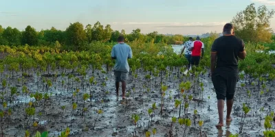 KFS, Scouts Unite Behind Historic Mangrove Planting Record Bid