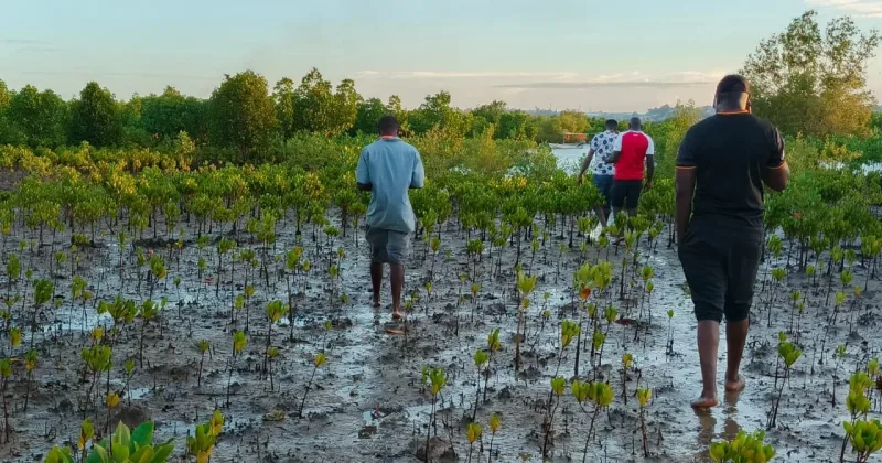 KFS, Scouts Unite Behind Historic Mangrove Planting Record Bid
