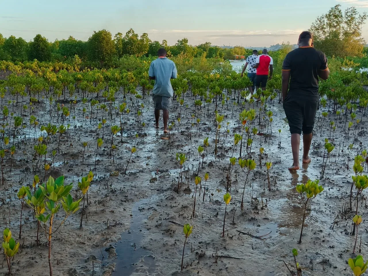 KFS, Scouts Unite Behind Historic Mangrove Planting Record Bid