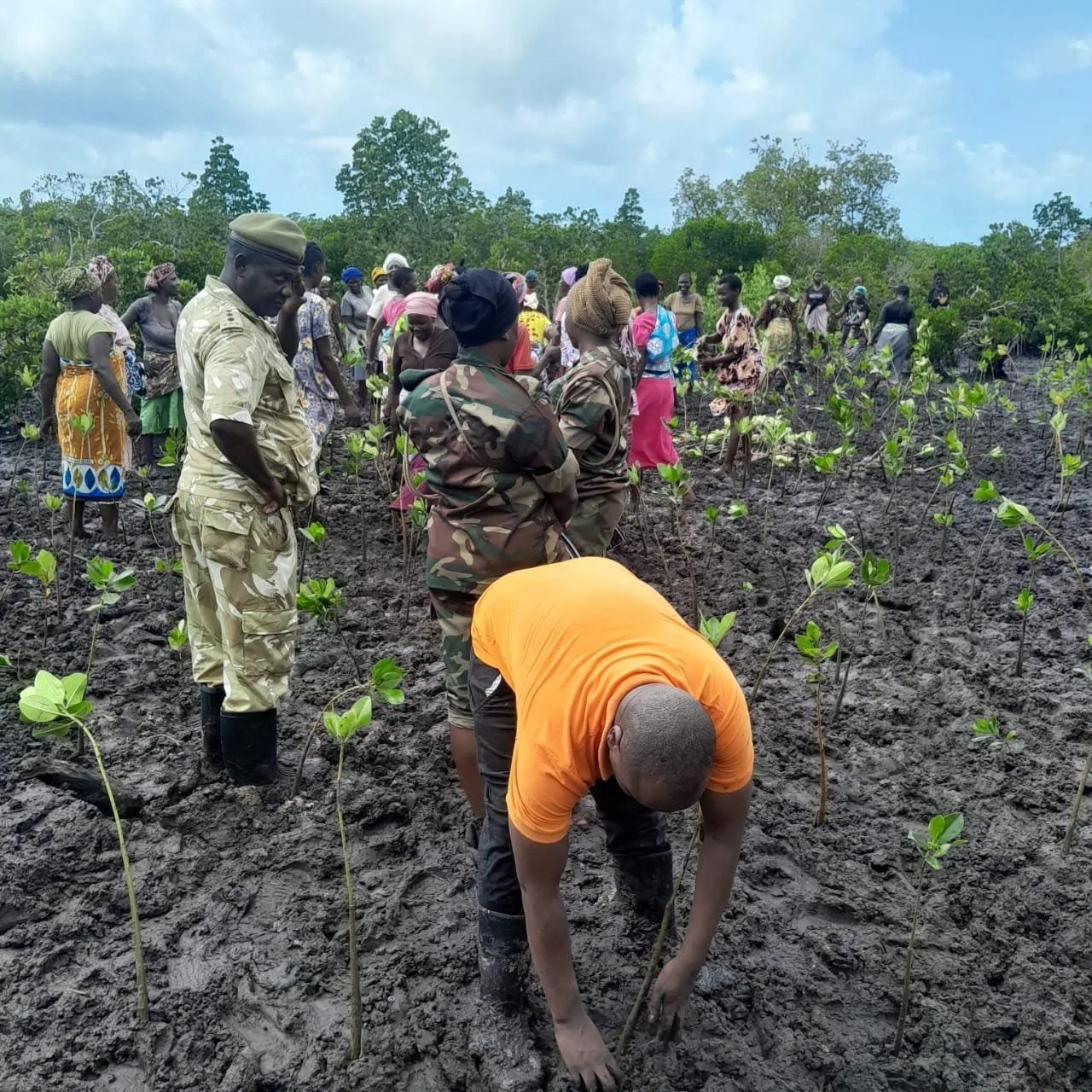 Kenya Seeks Stronger Governance to Reverse Rising Mangrove Loss