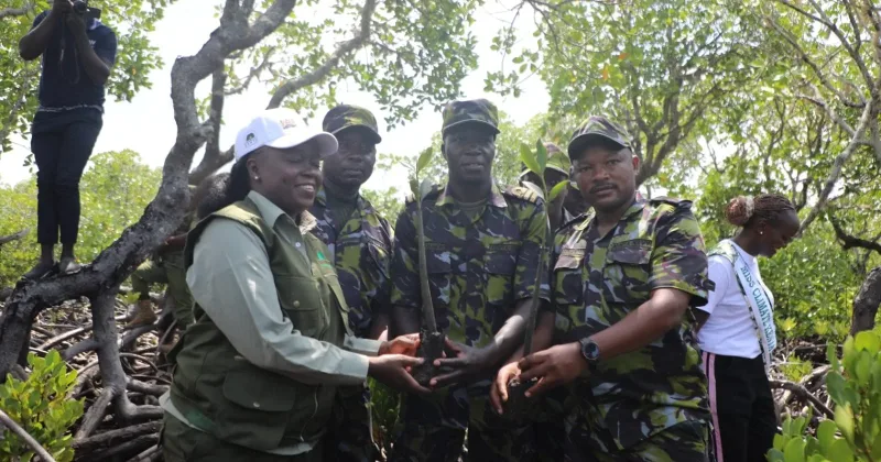 Kenya Eyes Larger-Scale Mangrove Restoration Through Partnerships